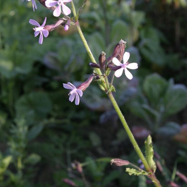 Silene fuscata Blomst