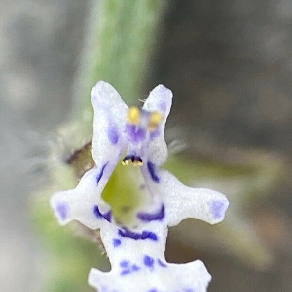 Salvia aegyptiaca 花