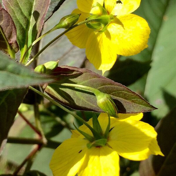 Lysimachia ciliata Квітка