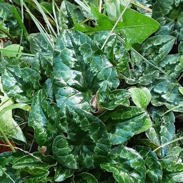 Cyclamen repandum Folha