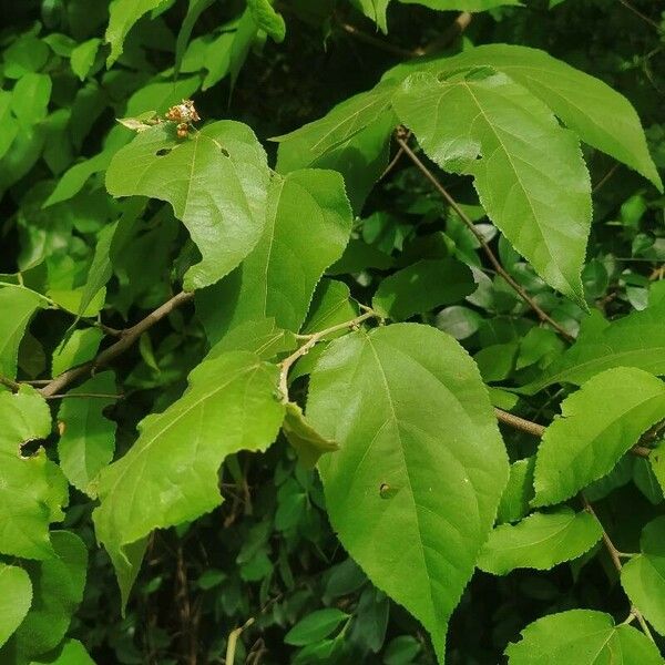 Guazuma ulmifolia Blatt