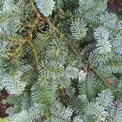 Abies procera Лист