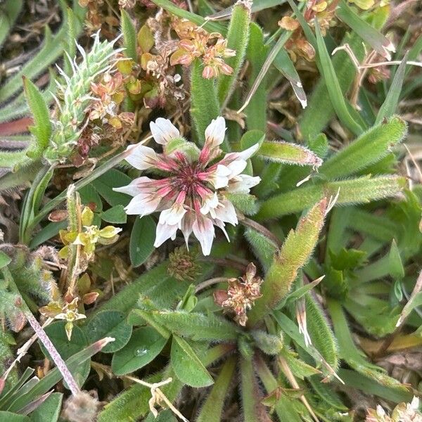 Trifolium occidentale Flower