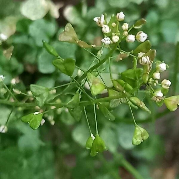 Capsella bursa-pastoris Lorea