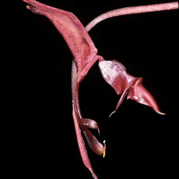 Gongora atropurpurea Flower