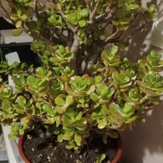 Crassula ovata Habitus