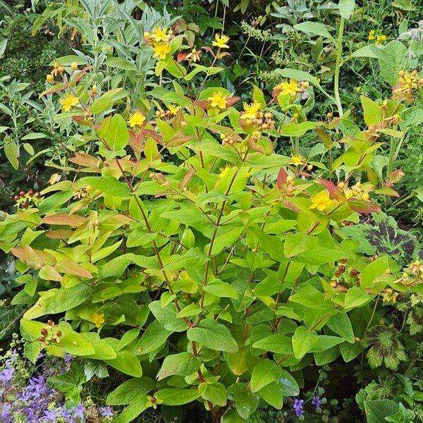 Hypericum androsaemum Хабит