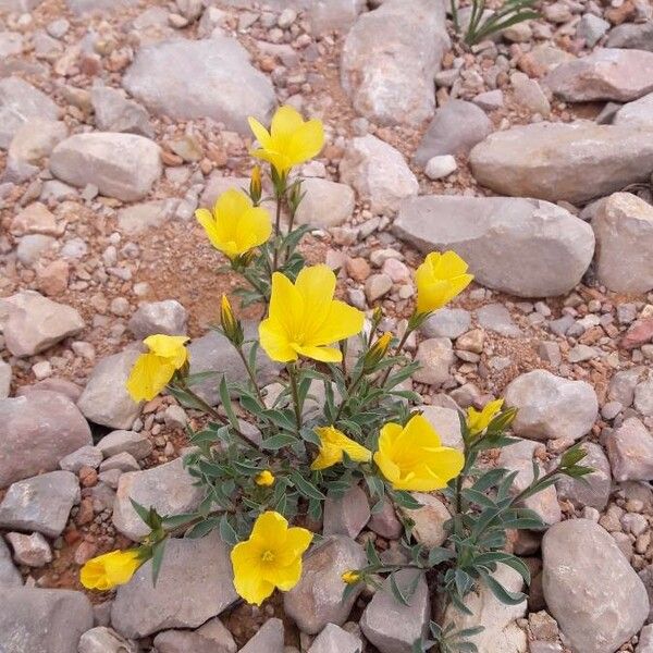 Linum campanulatum Buveinė