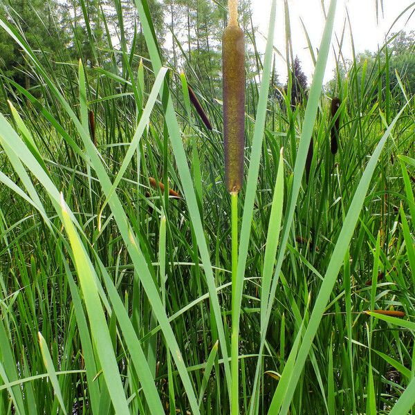 Typha angustifolia Frutto