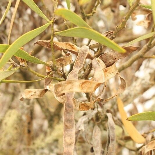 Acacia heterophylla Frugt