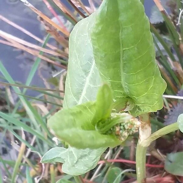 Rumex acetosa Lapas