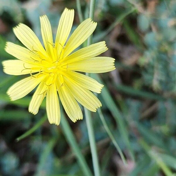 Launaea nudicaulis Blodyn