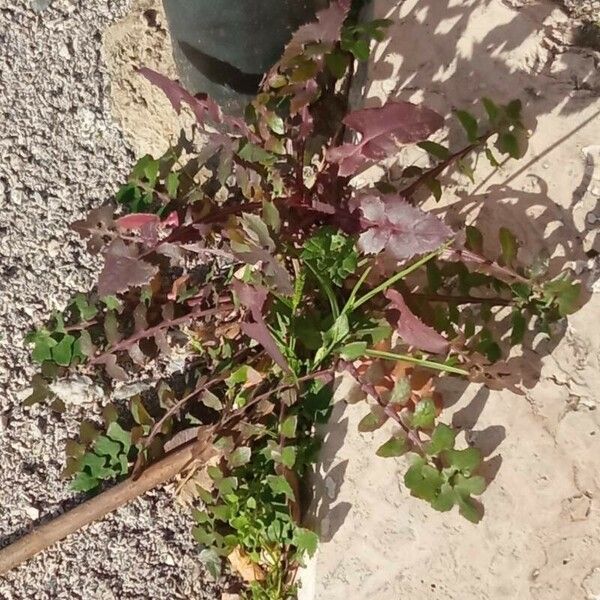 Sonchus tenerrimus Foglia