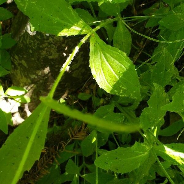 Arnica latifolia 葉
