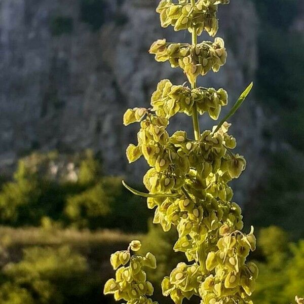 Rumex longifolius 果