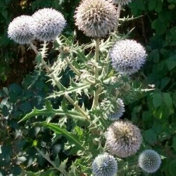 Echinops sphaerocephalus Habitatea