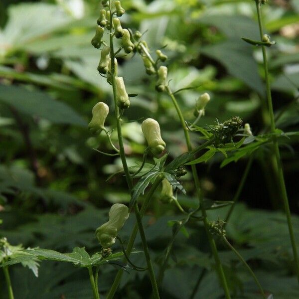 Aconitum vulparia ᱵᱟᱦᱟ