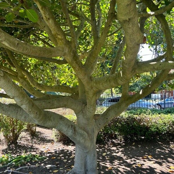 Ficus benghalensis Schors