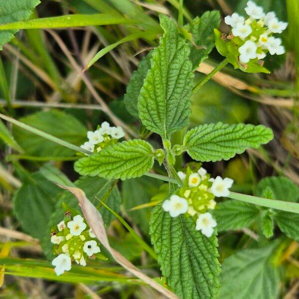 Lippia javanica Lorea