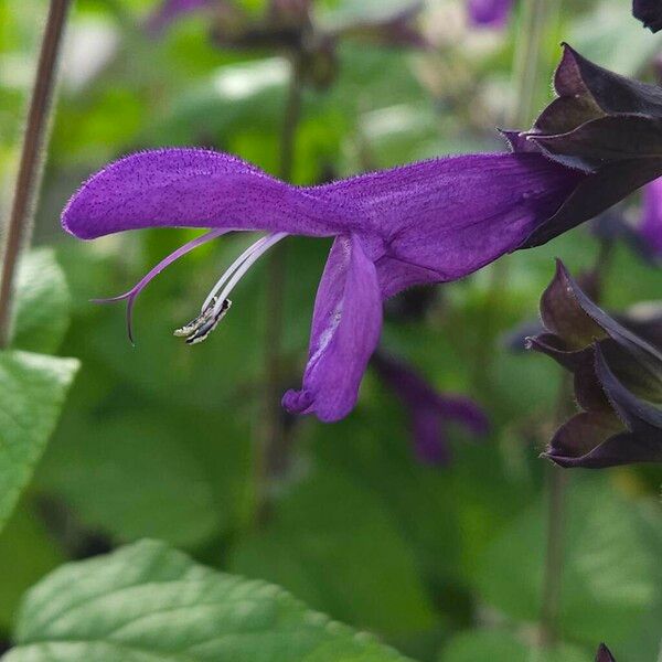 Salvia guaranitica Flors