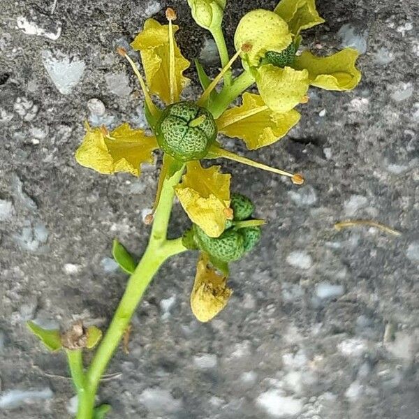 Ruta graveolens Flower