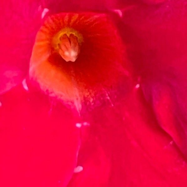 Mandevilla sanderi Flower