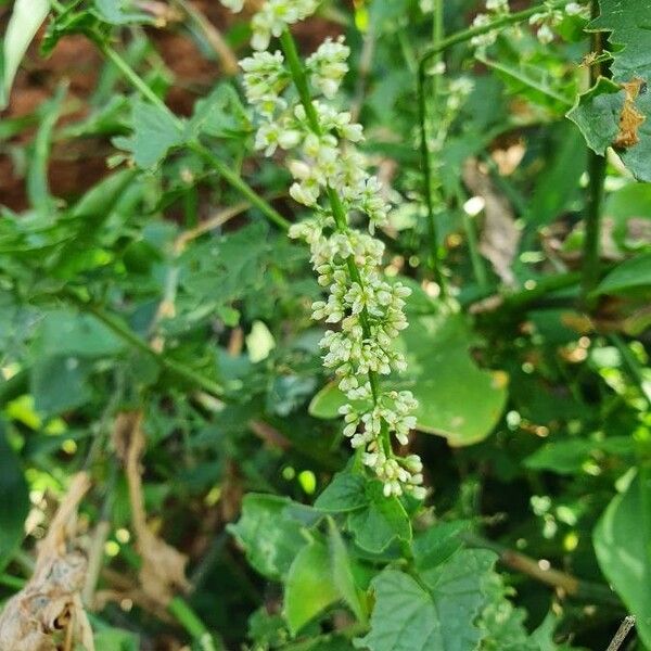Celosia anthelminthica Virág