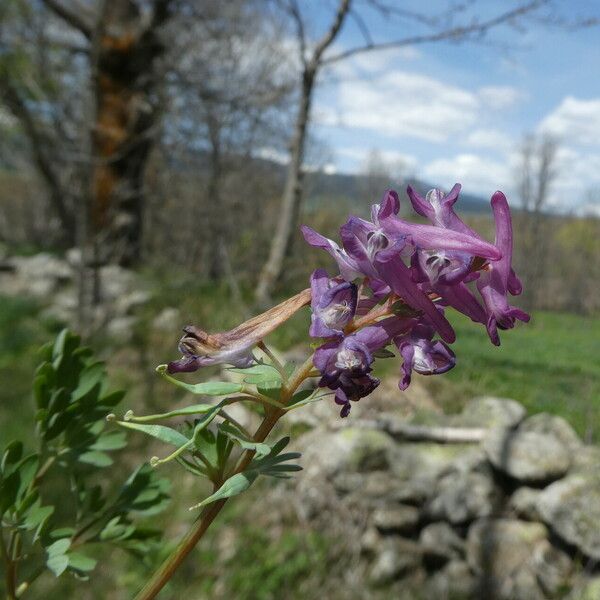 Corydalis solida 花