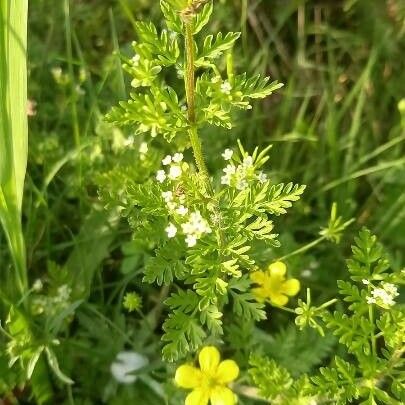 Anthriscus caucalis പുഷ്പം