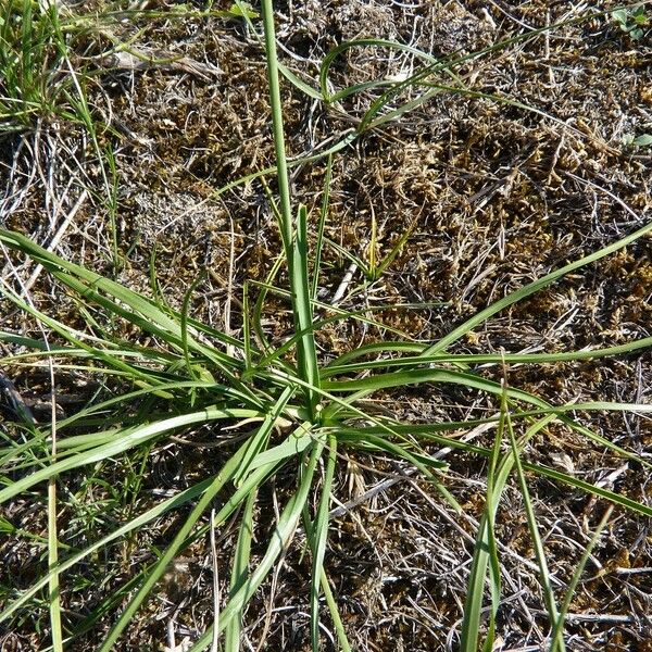 Anthericum liliago ഇല