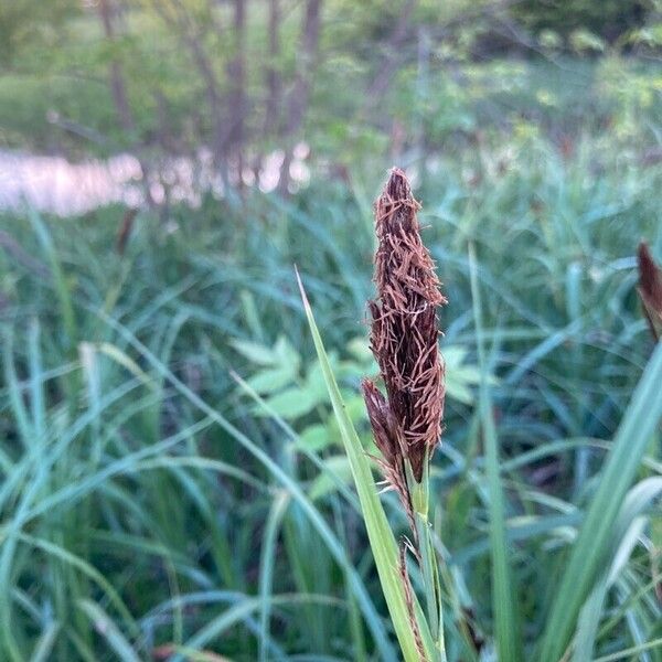 Carex acutiformis Floare