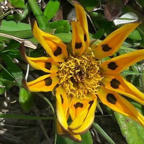 Wyethia angustifolia Fiore