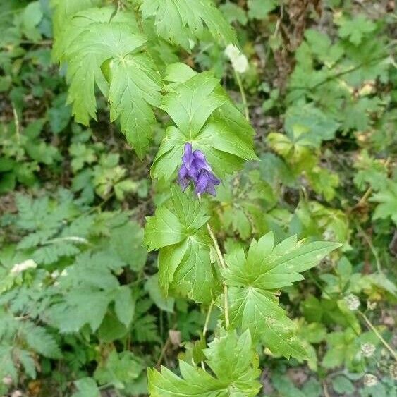 Aconitum variegatum Цвят