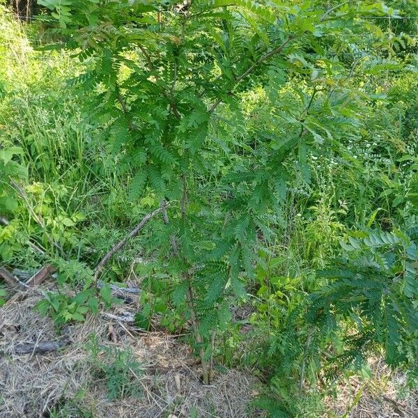 Gleditsia triacanthos Habit