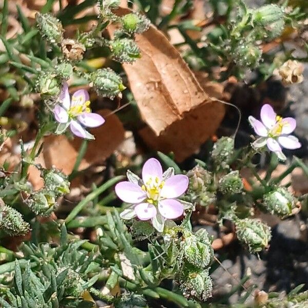 Spergularia rubra Flower