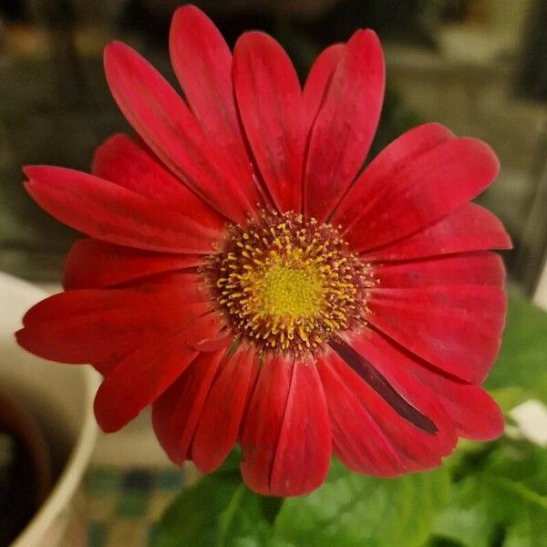 Gerbera spp. Blomst