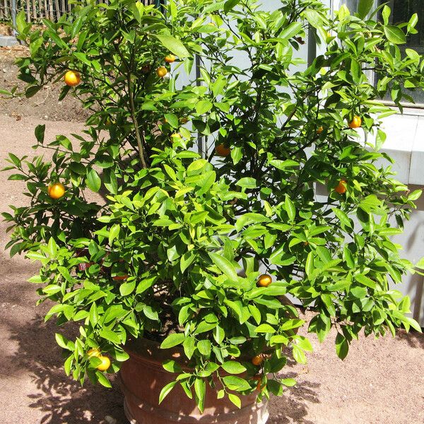 Citrus × aurantium Habit