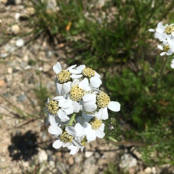 Achillea atrata Květ