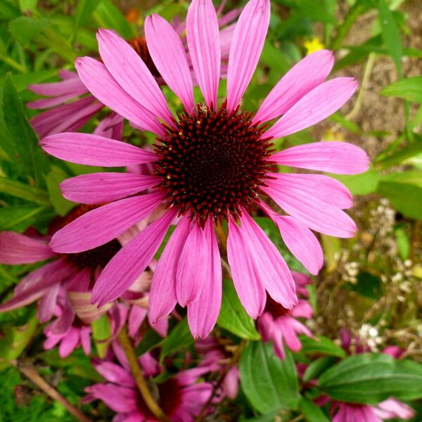 Echinacea purpurea Virág