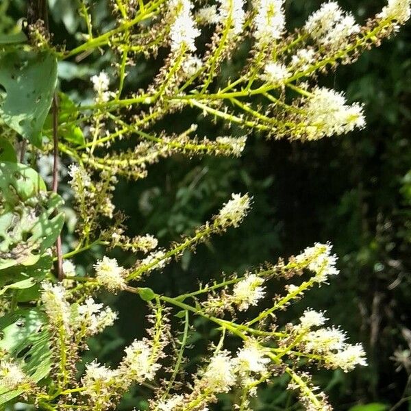 Anredera cordifolia Flor