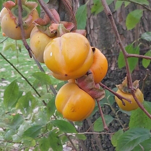 Diospyros kaki Fruto