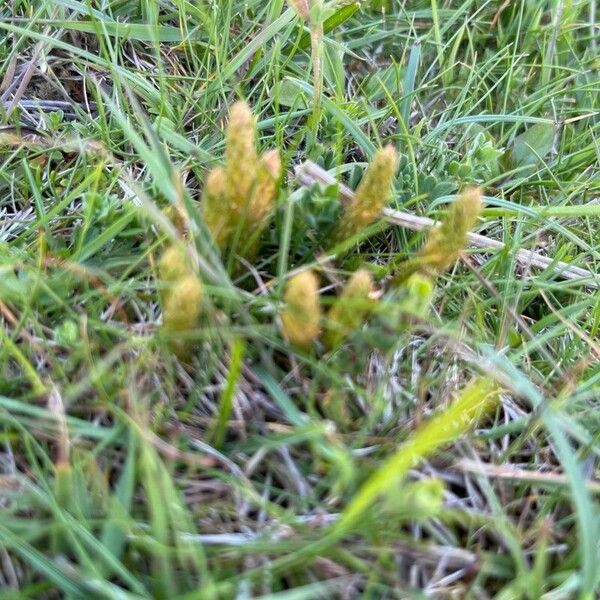 Selaginella selaginoides Flower