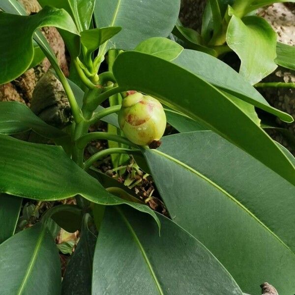 Clusia nemorosa Habit