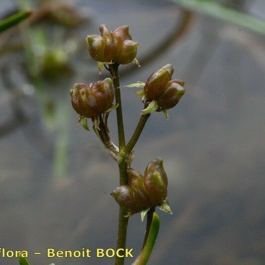 Scheuchzeria palustris Fruit