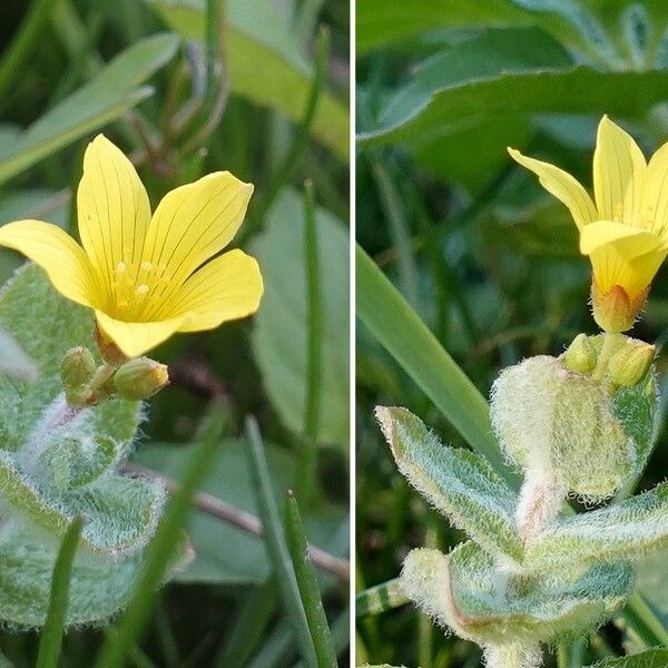 Hypericum elodes Flower