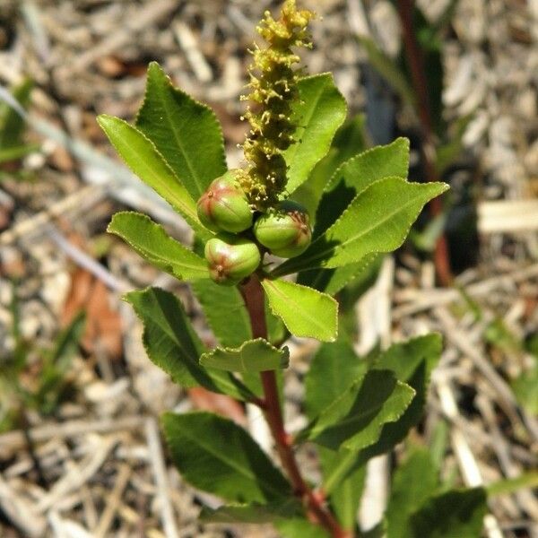 Stillingia sylvatica Vrucht