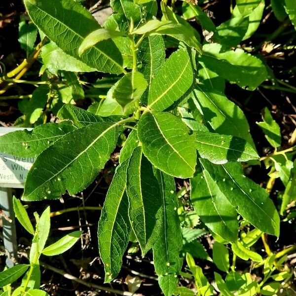 Salix pentandra Vekstform