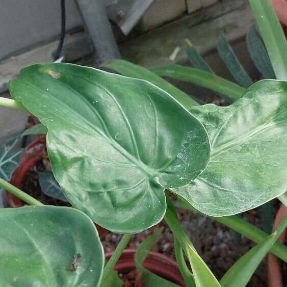 Alocasia cucullata ഇല