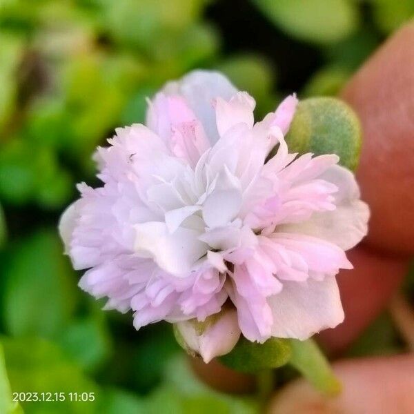 Portulaca umbraticola Flor