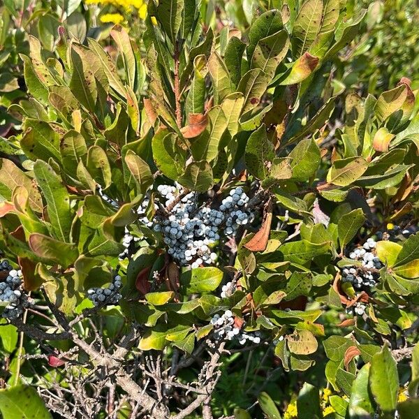 Myrica pensylvanica Blad